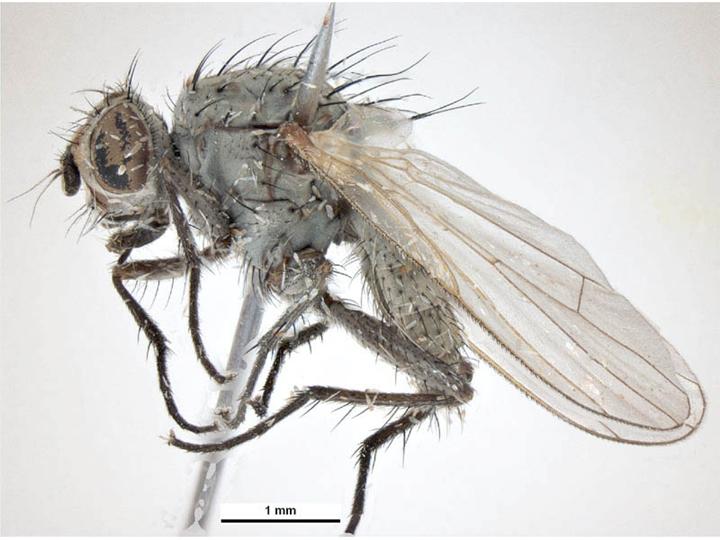 Lateral view-female